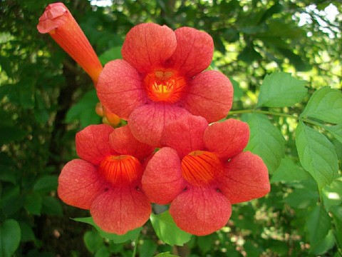 Campsis radicans (Trâmbiţă)